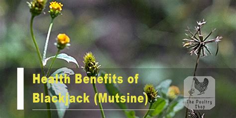 blackjack nutrition|blackjack plant benefits.